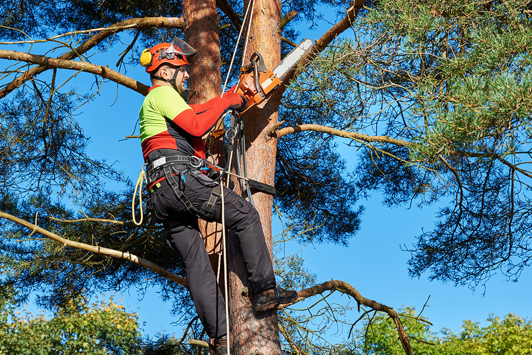 cleanmade technician is removing tree branches