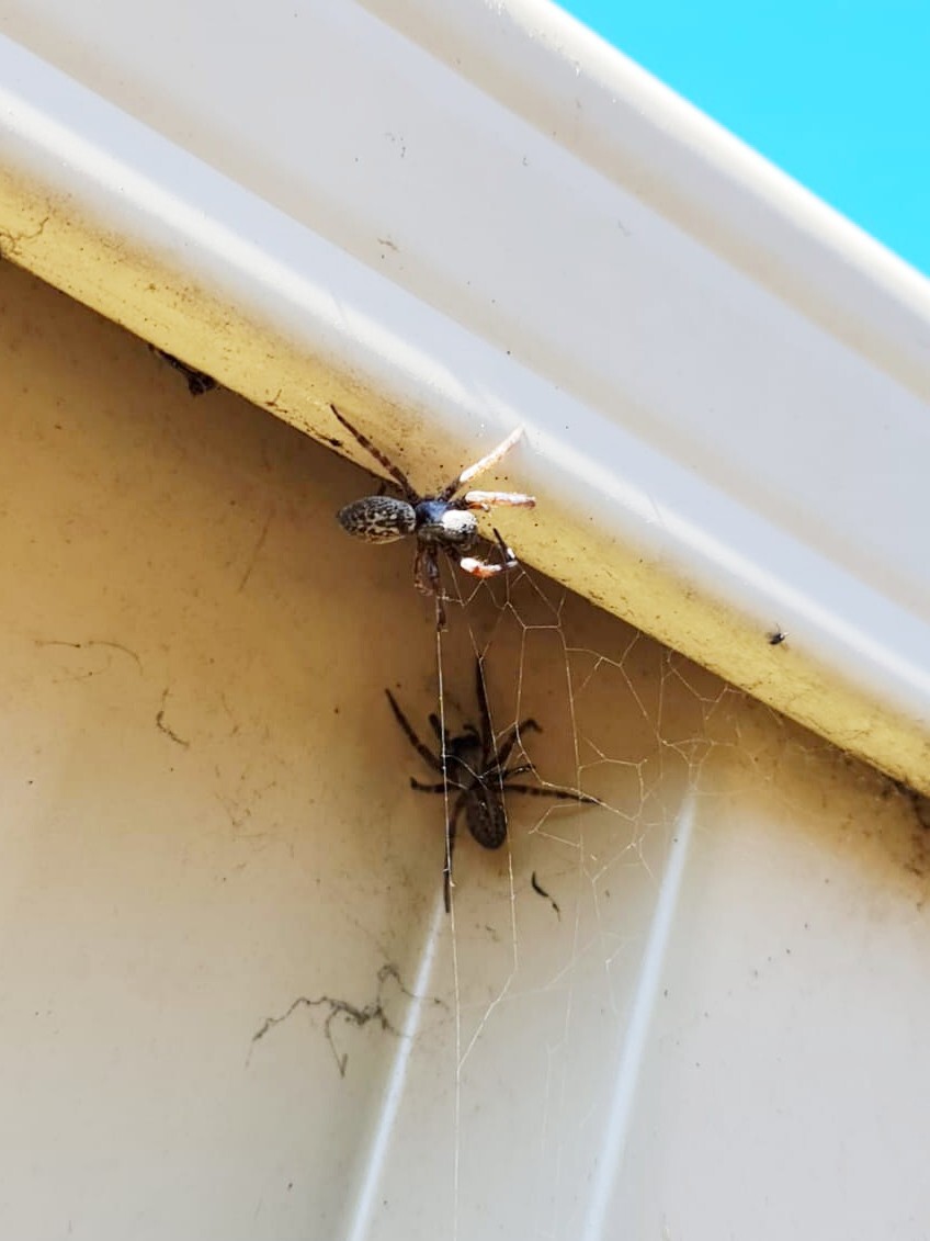 black house spider pest control melbourne