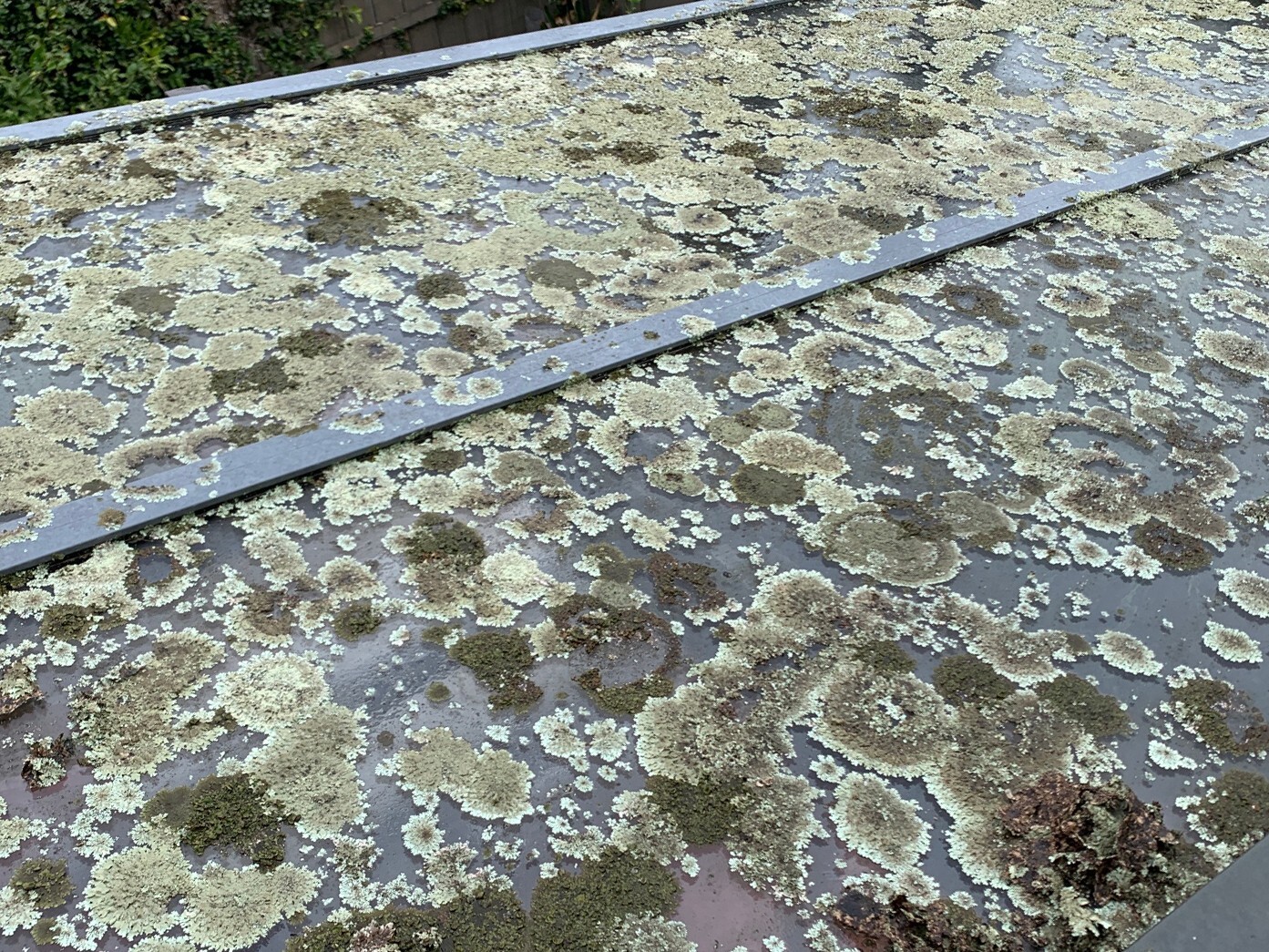 glass pergola roof lichen growth roof cleaning melbourne