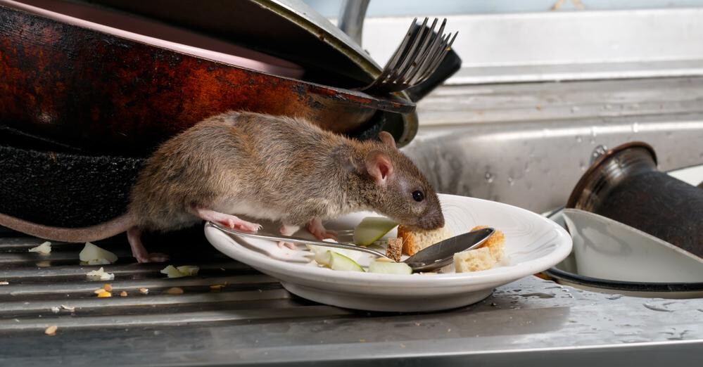 rat in kitchen sniffing leftover food in dirty dishes