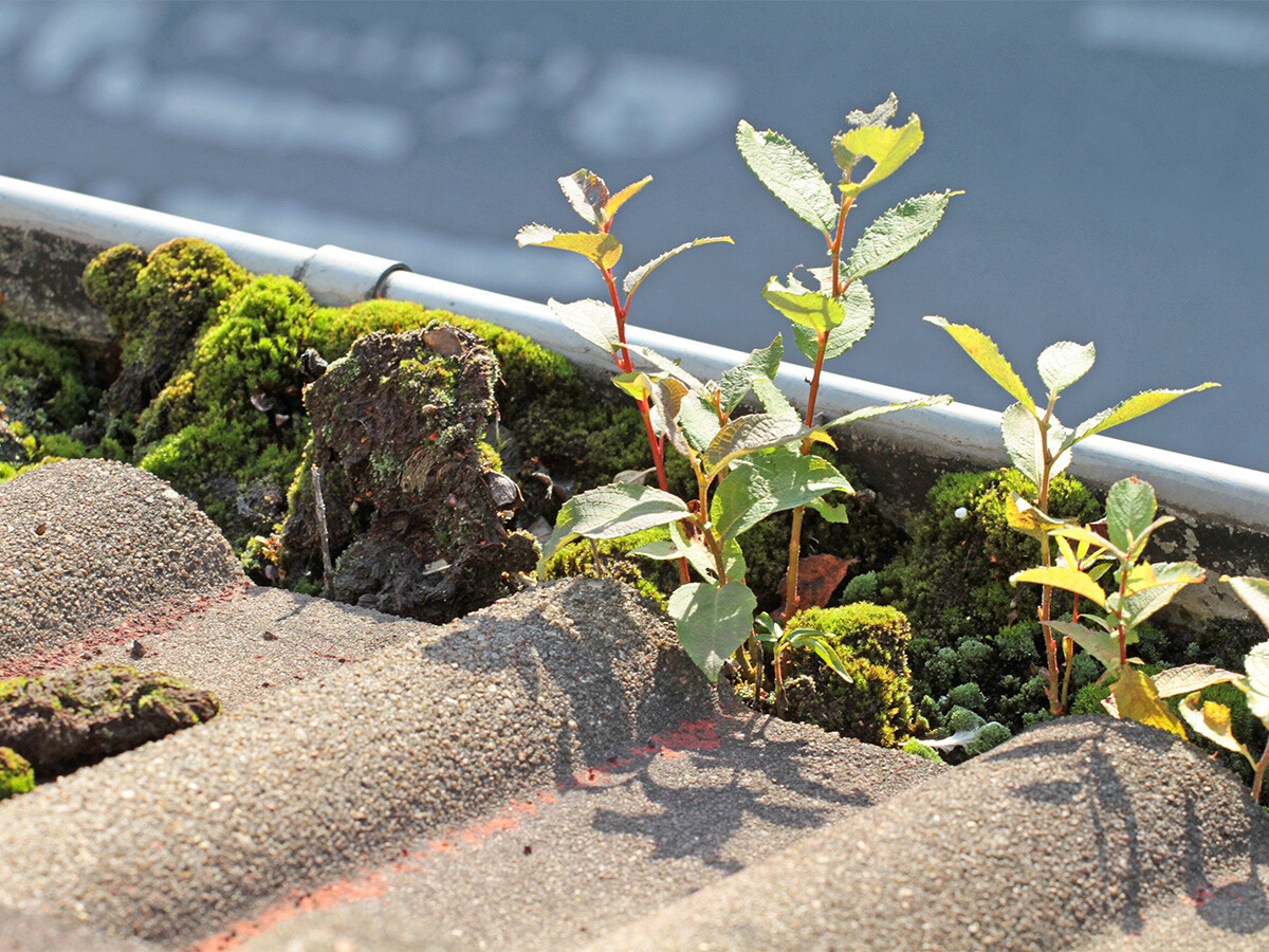 Gutter Cleaning Melbourne Best Roof Gutter Cleaners