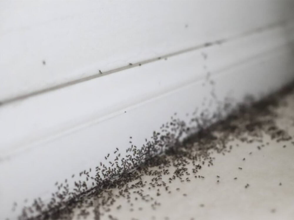 Pest Control Ants