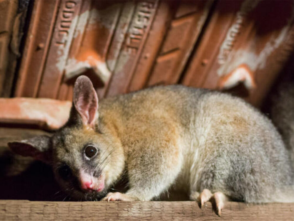 Possum Crawling in House