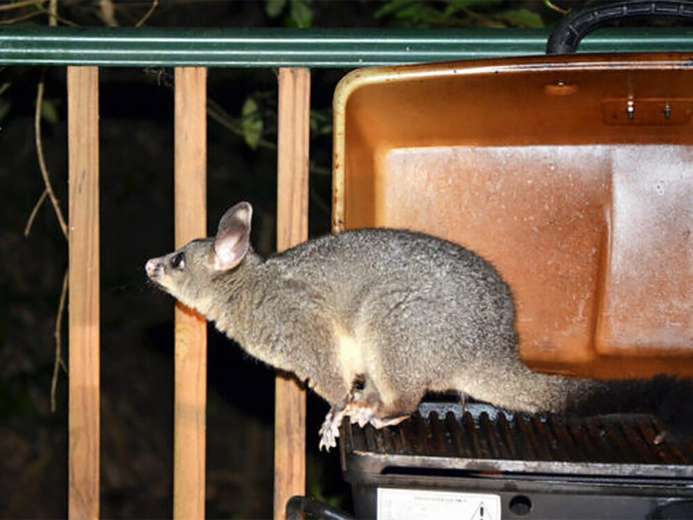 Possum on Barbeque