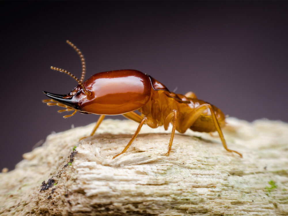 Termite Colony Treatment Melbourne
