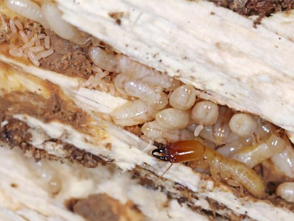 Termite Reproductive Nest