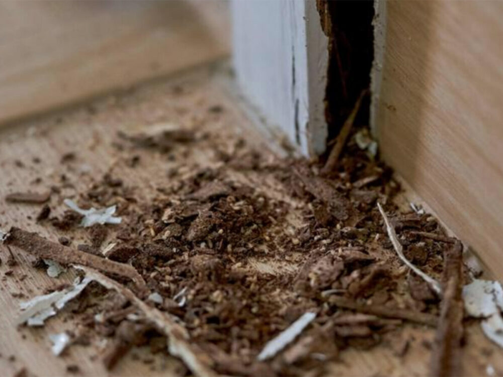 Termites Damaged Wood Inside House