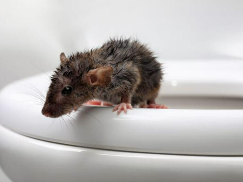 Wet Rat Coming out of Toilet Bowl