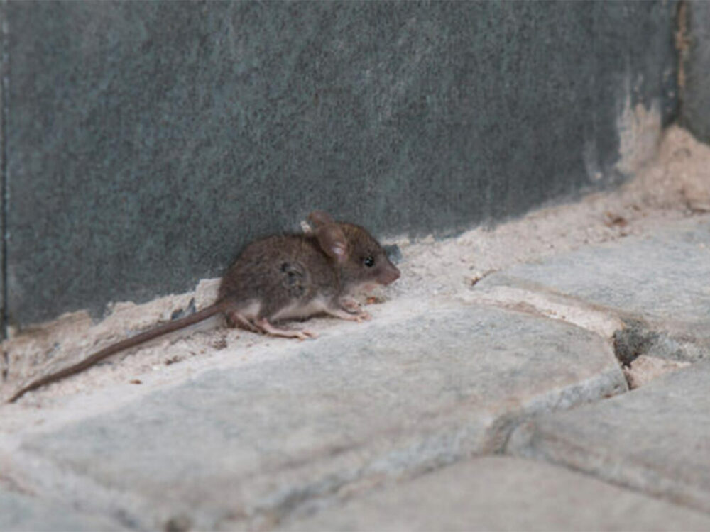 Mice Outside House