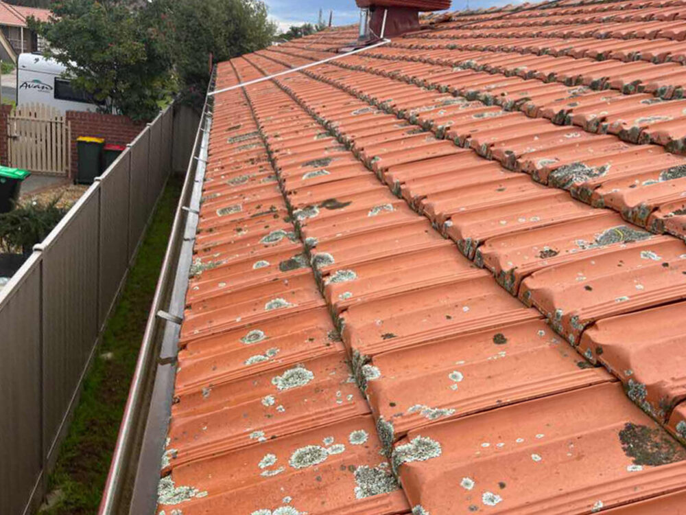 Roof Tiles with Lichen Growth